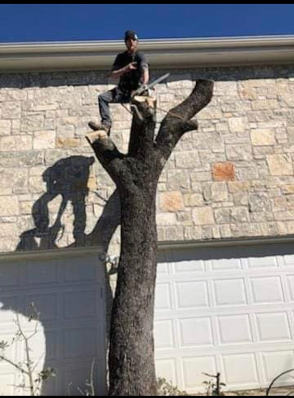 Sam Staten of ATX Arbor working high in a tree
