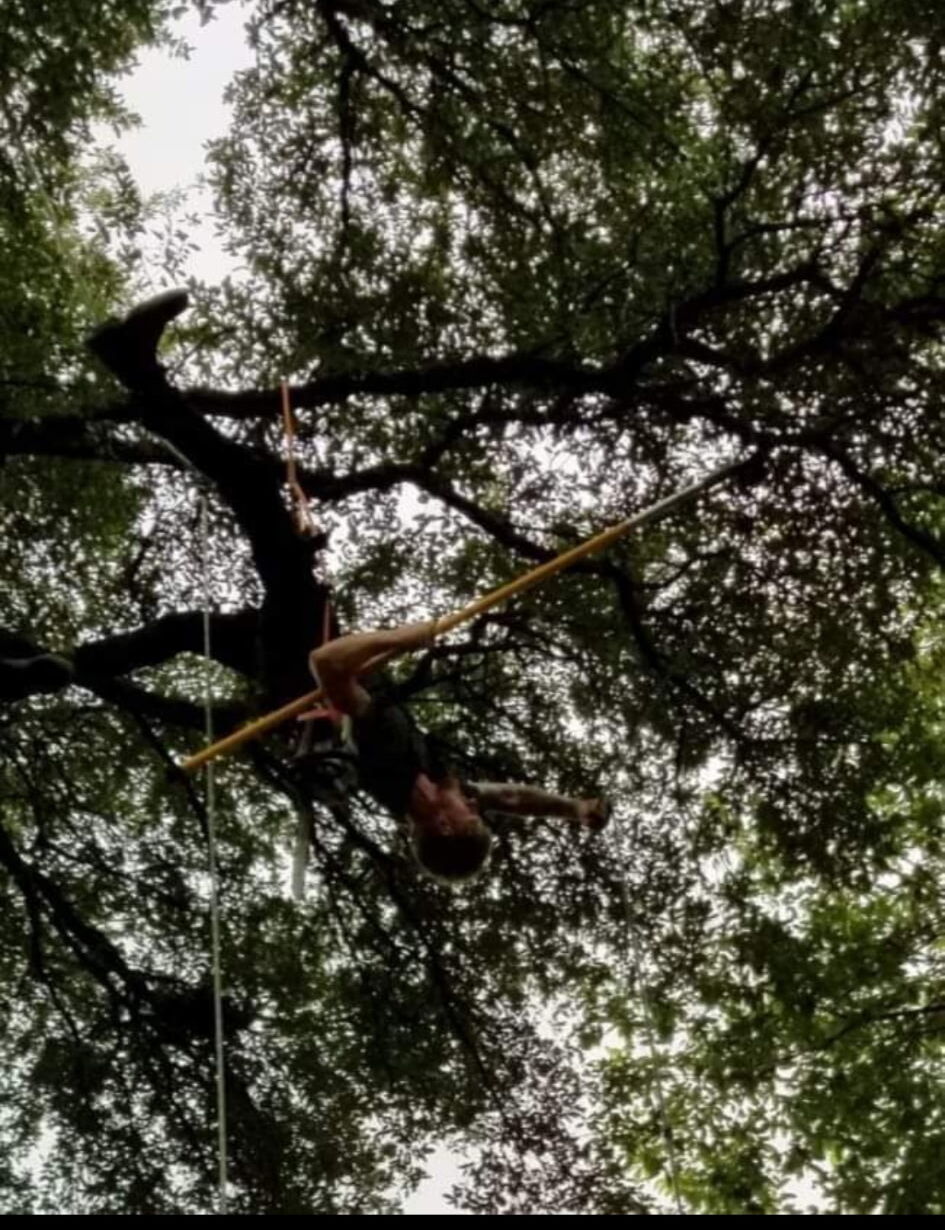 Rope-and-climb rigging on a large tree