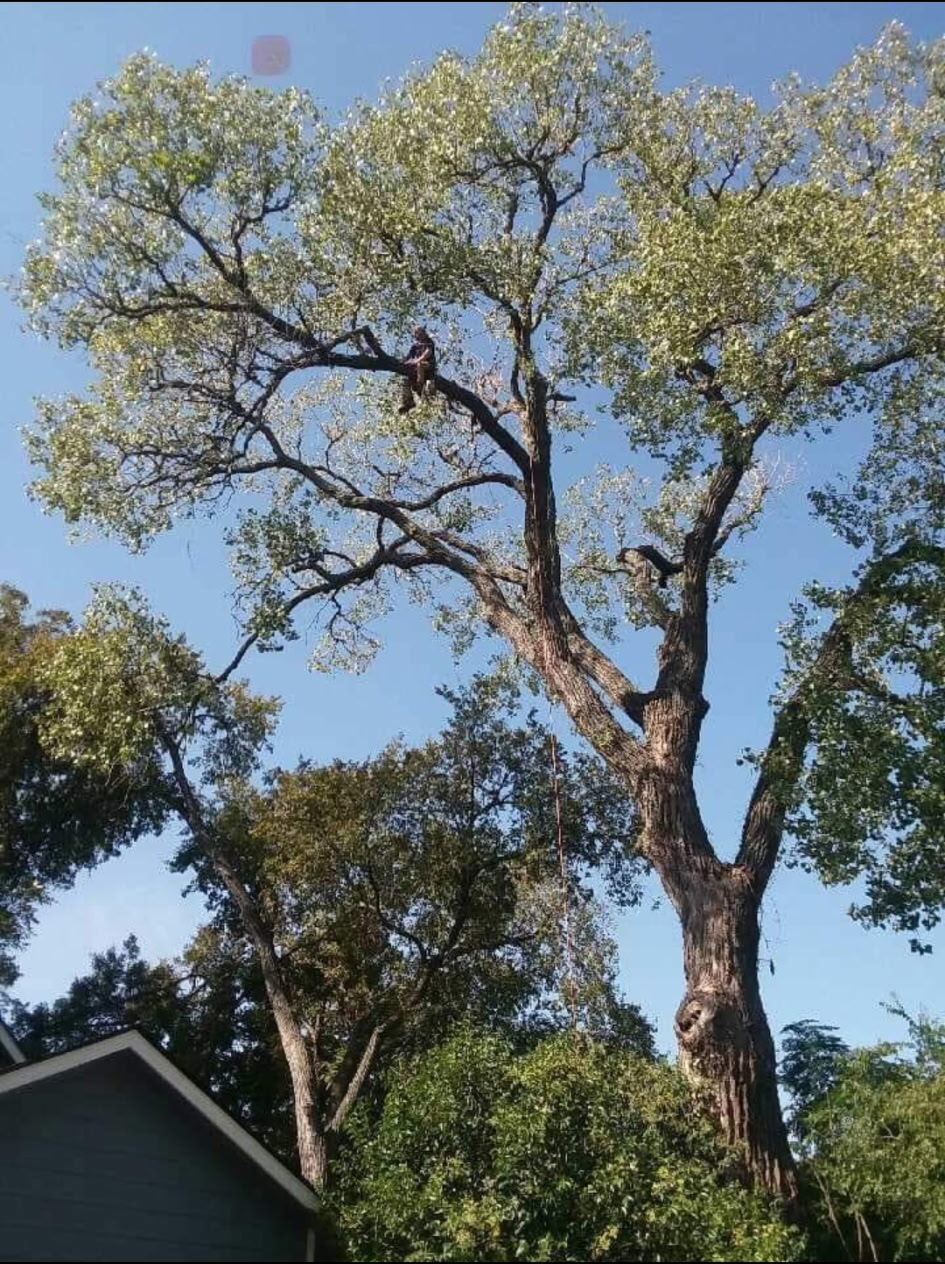 Wide shot of a tree-care job in progress